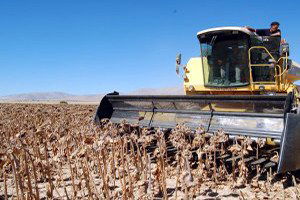 Samsun`da Ayçiçeği Hasadı Tamamlandı