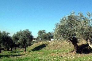 Aydınlı Zeytinci Sezona Umutlu Girdi