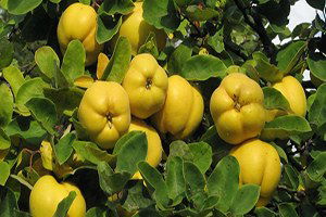 Ayva Üretimi Bu Yıl Artacak