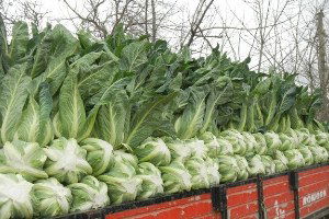 Bafra`da Hasat Öncesi Pestisit Denetimi