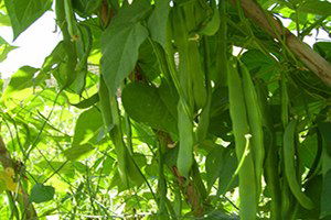 Bakla, Üreticisinin Yüzünü Güldürüyor