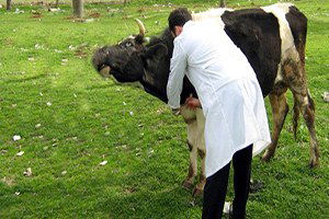 Bartın`da 90 Bine Yakın Büyükbaş Hayvan Aşılandı