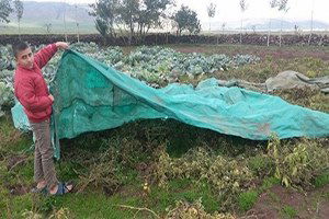 Bitlis`te Sebzeler Soğuktan Naylonla Korunuyor