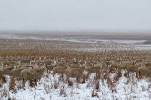 Bozkırda Kamufle Olan Koyunlar Şaşkınlık Yarattı