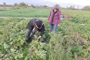 Bu Patatesler Organik