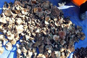 Burhaniye`de Melki Mantarı Sezonu Açıldı