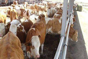 Seydişehir`de 200 Gebe Düve Dağıtıldı