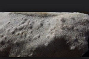 Çubuk`ta Çiçek Hastalığı Karantinası