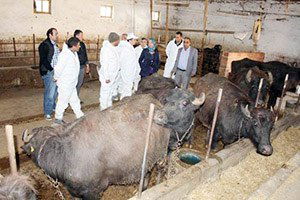 Dodurga`da Mandacılığı Keşfetti