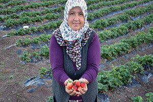 Dodurga`da Son Çilek Hasadı Yapıldı