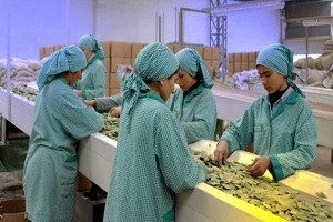 Doğadan 100 Milyon Dolarlık İhracat Armağanı