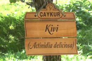 Doğu Karadeniz`de Kivi Üretiminde Artış Bekleniyor