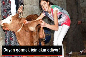 Şanlıurfa`da Altı Bacaklı Buzağı Görenleri Şaşırtıyor