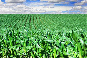 EFSA`dan Bitki İlaçları Konusunda Rahatlatan Açıklama