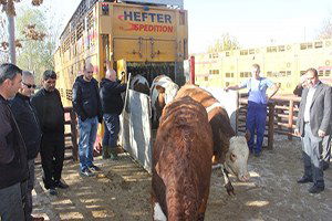 Erzincan`da 190 Adet Gebe Düve Dağıtımına Başlandı