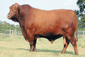 Ette Fiyat Artışına `Limuzin`li Önlem