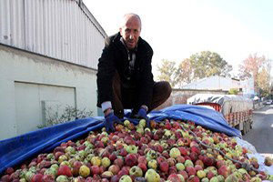 Fabrika Fazla Sipariş Yaptı, 70 Kamyon Elma Bozulmak Üzere