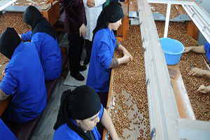 Fındık Fiyatları Tekrar Yükselecek