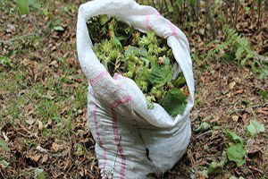 Fındıkta Fiyat Yükseliyor