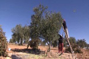 `Fıstığın Merkezi` Zeytinde de İddialı