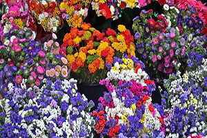 Flower Show İstanbul Süs Bitkileri Peyzaj Ve Yan Sanayileri İhtisas Fuarı Yarın Başlıyor