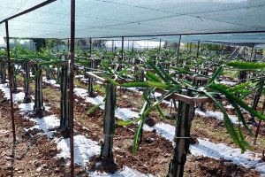 Gazipaşa`da Ejder Meyvesi Yetiştirildi