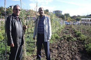 Goji Berry Bitkisi Kanser Tedavisinde Etkili Oluyor