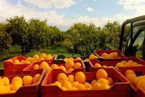 Güneyde `Turuncu Direniş` Zamanı!