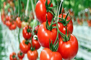 Güveye Dirençli Domates Geliştirildi