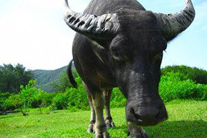 `Halk Elinde Hayvan Islahı Ülkesel Projesi`