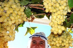 Havalar Soğudu Üzümler Bitmedi