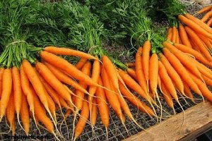 Havuçta Hasat Zamanı.