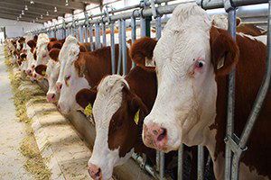 Hayvancılık Destekleri İçin Müracaat Uyarısı