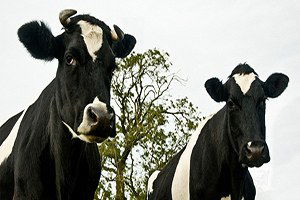 Hayvancılık Destek Başvuruları Başladı