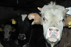 Isparta`da Çiçek Hastalığı Karantinası