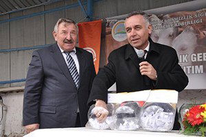 İthal İnekler Üreticilere Teslim Edildi