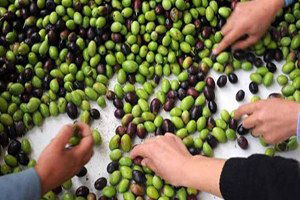 Kahramanmaraş Zeytini Fiyatları Düşürdü