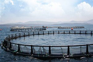 Karaburun`da Kurulacak Balık Çiftlikleri