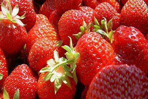 Karadenizli Fındık Üreticisi Kivi Ve Çilekle Ek Gelir Sağlıyor