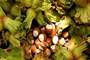 Karadenizli İnadı Fındık Fiyatını Yükseltiyor