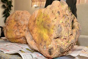 Karaman`da Yetiştirilen 15 Kilogram Pancarlar Şaşırttı