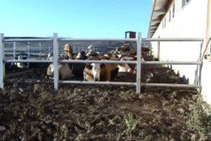 Kars Hayvancılıkta Yeni Irklarla Verimini Artıracak