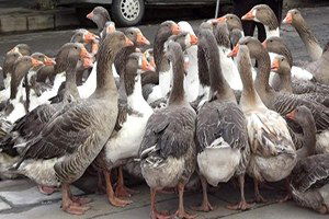 Kars`ta Kazlar Satılmaya Başladı