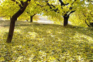 Kayısı Üreticilerine Sohbahar Uyarısı