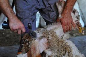 Türkiye`nin İlk Sertifikalı Kırkımcıları Beypazarı`nda