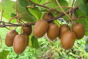 Yalova`da Kivi Dalından Satılıyor