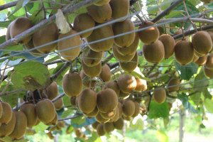 Kivi Üretimi Yeniden 41 Bin Tonun Üzerine Çıkacak
