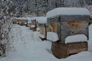 Ardahan`da Arı Kovanları Kar Altında Kaldı