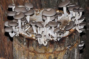 Köylünün Cebine Kayın Mantarı Dopingi