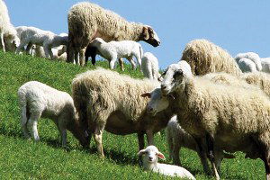 Küçükbaş Hayvancılık Çalıştayı Antalya`da Gerçekleştirilecek